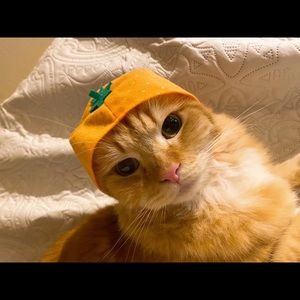 Meet your Posher, Alice